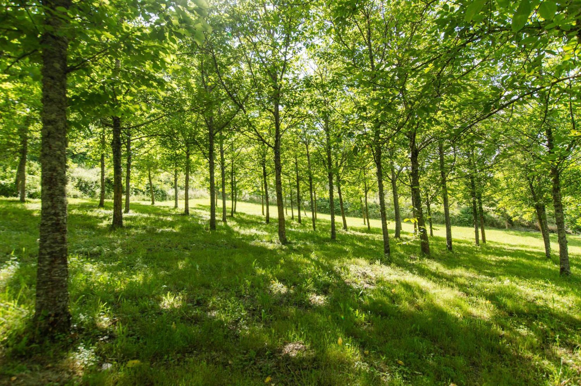 Agriturismo Podere La Casaccia Poppi Exteriör bild